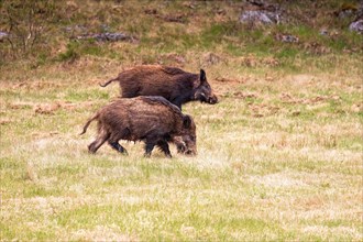 Wild boar (Sus scrofa) on a grass meadow at the forest edge at springtime
