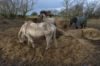 Horses eating hay in the pasture, Mecklenburg-Western Pomerania, Germany, Europe