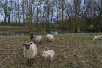 Mooeschnucken (Ovis aries) with their lambs on the pasture, Meckenburg-Vorpommern, Germany, Europe