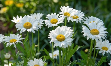 Daisies blooming in a garden, spring background AI generated