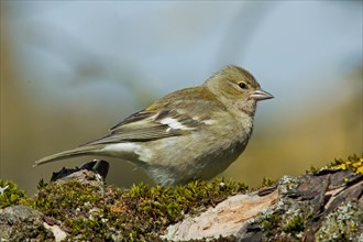 Female chaffinch sitting on branch with green moss looking right in front of blue sky
