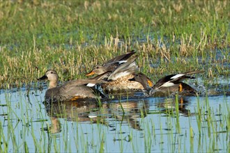 Gadwall four birds with open wings swimming side by side in water looking left