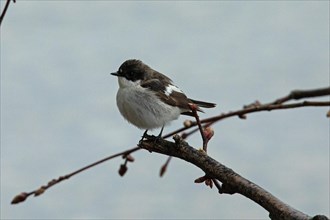 Pied flycatcher sitting on branch looking left in front of blue sky