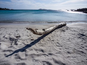 Tree trunk on a lonely beach, Capriccioli beach, Costa Smeralda, Sardinia, Italy, Europe