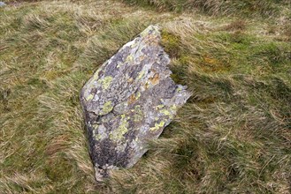 Lichens and fungi on stone, Snowdonia National Park near Pont Pen-y-benglog, Bethesda, Bangor,