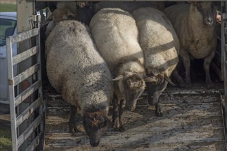 Black-headed domestic sheep (Ovis gmelini aries) run out of the cattle truck onto the pasture,