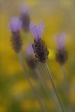 French lavender (Lavandula stoechas) in inflorescence, Extremadura, Spain, Europe