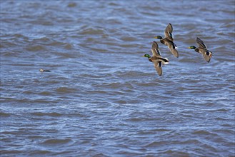 Mallard (Anas platyrhynchos), three adult males in flight, in the water Ferruginous Duck (Clangula