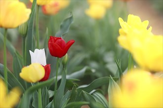 High-contrast depiction of red and white tulips among yellow flowers