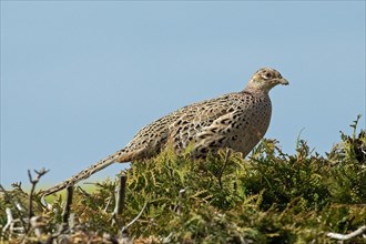 Pheasant female standing on garden hedge looking right in front of blue sky