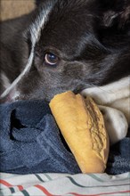 Close-up of a border collie dog on the sofa at home looking at the camera with a piece of bread