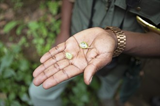 Cardamom seeds (Elettaria cardamomum) on a man's hand, Cadamom Hills, Munnar, Kerala, India, Asia