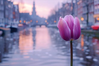 A single purple tulip against an evening canal scene with city lights reflecting on the water, AI