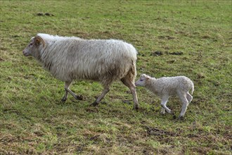 Horned moorland sheep (Ovis aries) with their lamb on the pasture, Mecklenburg-Western Pomerania,