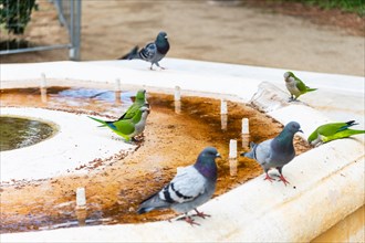 Birds drinking from the mouth of a disused well as a result of the water shortage in Barcelona,