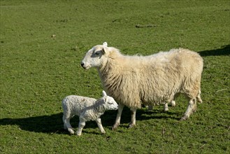Sheep, lamb, Conwy, Wales, Great Britain