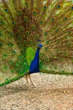 Detail of a male Indian peacock open because he is in heat looking for females