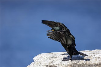 Common shag (Phalacrocorax aristotelis) flapping its wings, Hornoya Island, Vardo, Varanger,