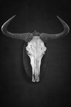 Hunting trophy of a wildebeest skull on a dark background, shot in 1912 in the former German South