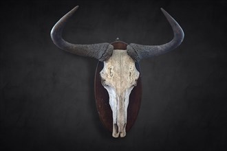 Hunting trophy of a wildebeest skull on a wall, shot in 1912 in the former German South West