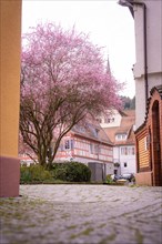 Urban scene with a blossoming tree and a half-timbered house in the background, Calw, Black Forest,