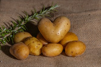 Potato (Solanum tuberosum), heart shape, decoration