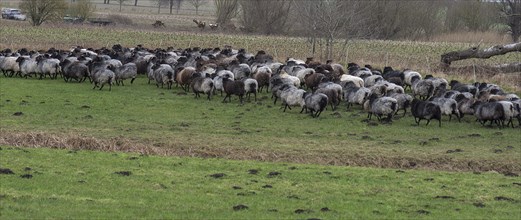 Herd of moorland sheep (Ovis aries) on pasture, Mecklenburg-Western Pomerania, Germany, Europe