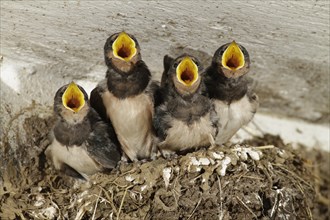 Barn Swallow (Hirundo rustica), young, nest