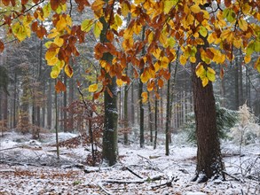 Leaves of the copper beech (Fagus sylvatica) in the autumn forest at the first snow, North