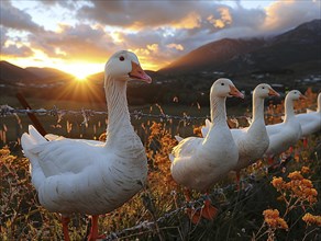 Geese standing behind a wire fence during sunset in the mountains, AI generated, AI generated, AI