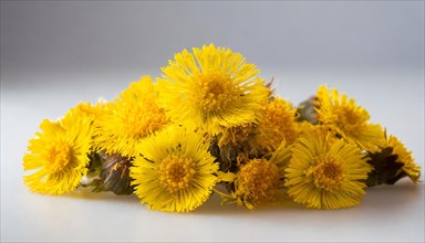 Fresh yellow coltsfoot flowers form a natural bouquet, medicinal plant coltsfoot, Tussilago