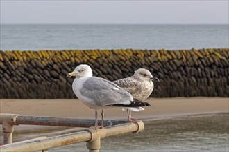 Seagulls, harbour, Folkestone, Kent, Great Britain