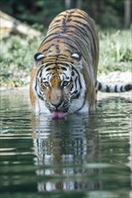 Siberian tiger (Panthera tigris altaica) stands in water and takes in water with its tongue,