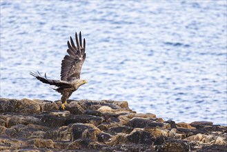 White-tailed eagle (Haliaeetus albicilla), adult bird taking off from rocks, Varanger, Finnmark,
