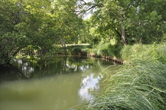 A serene river lined with lush greenery and reeds under a subtle overcast sky, Edge of the Seugne