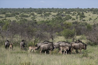 Blue wildebeest (Connochaetes taurinus) herd, Mziki Private Game Reserve, North West Province,