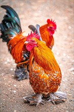 Feather-footed Bantam (Gallus gallus) chicken on a farm, Eisenberg, Thuringia, Germany, Europe