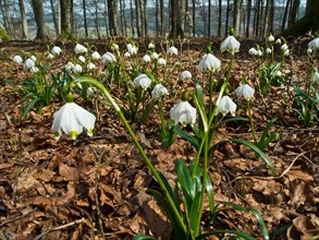 Spring snowflake, spring knot flower, Leucojum vernum, Blatthalde, Bad Duerrheim,