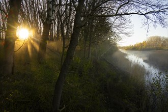 Morning atmosphere, sun, fog, forest, trees, water, Lower Austria