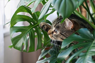 Curious cat playing with tropical Monstera houseplant. KI generiert, generiert, AI generated