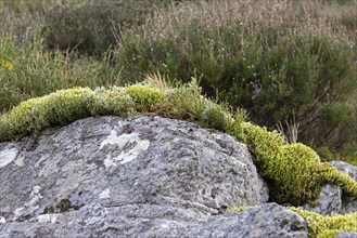 Moss growth on stone, Snowdonia National Park near Pont Pen-y-benglog, Bethesda, Bangor, Wales,