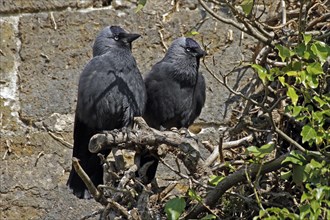 Western jackdaw (Corvus monedula)