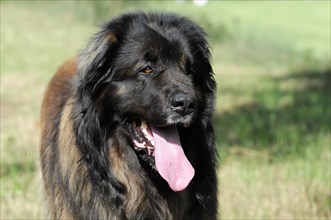 Leonberger dog, A happy looking dog with fluffy fur in a natural environment, Leonberger dog,