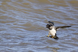 Common goldeneye (Bucephala clangula), female shortly in front of landing on the water surface,