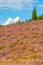 View of a hilly landscape covered with purple flowers under a blue sky with white clouds, single