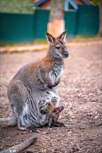 Red-necked wallaby (Macropus rufogriseus) with its offspring in the pouch, Eisenberg, Thuringia,
