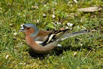 Male chaffinch with food in beak standing in green grass looking left