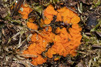 Spindle-spurred cup fungus many orange bowl-shaped fruiting bodies next to each other