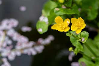 Yellow marsh marigold in a pond, blurred petals, Germany, Europe