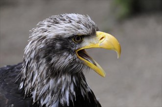 Bald eagle, Haliaeetus leucocephalus, A bald eagle calls with its beak open, captured in front of